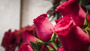 Γιορτή Αγίου Βαλεντίνου