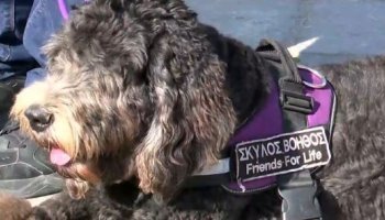 σκύλοι, παιδιά με αυτισμό