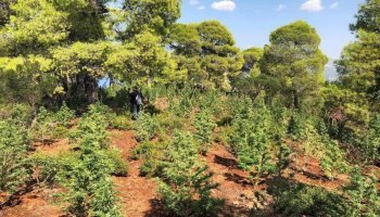 Creta – Heraklion: una fattoria di cannabis situata vicino a EL.AS.