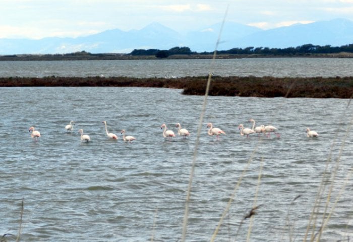 flamingo-lefkada1.jpg flamingo-lefkada1.jpg