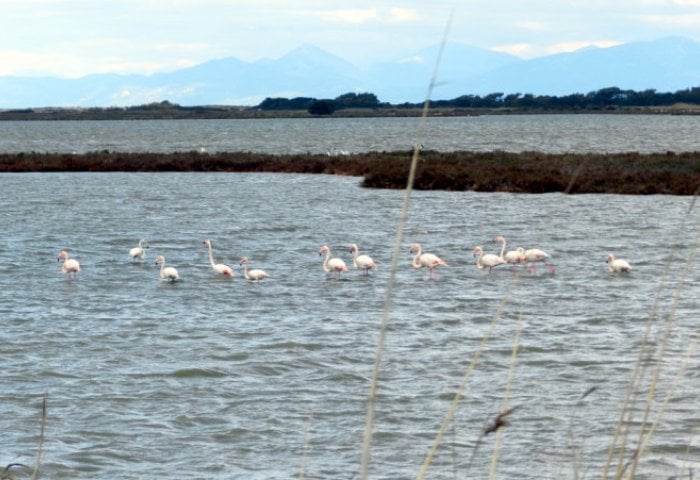 flamingo-lefkada1.jpg