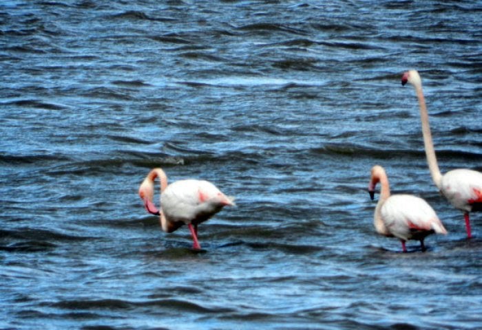 flamingo-lefkada3-700x405.jpg