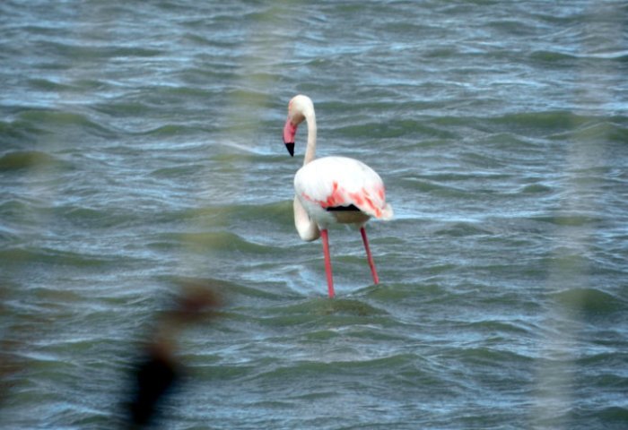 flamingo-lefkada4.jpg