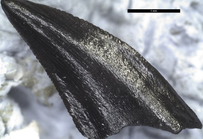 Δύο φίδια 6 εκατομμυρίων ετών εντοπίστηκαν στην Ελλάδα (pics)