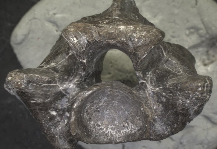 Δύο φίδια 6 εκατομμυρίων ετών εντοπίστηκαν στην Ελλάδα (pics)