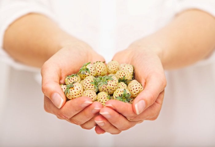 fraoyles2.jpg fraoyles2.jpg