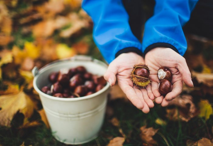 chestnuts1.jpg chestnuts1.jpg