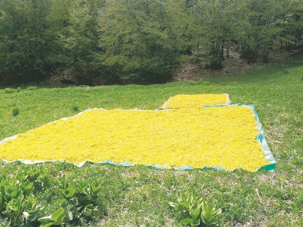 louloydia2.jpg louloydia2.jpg