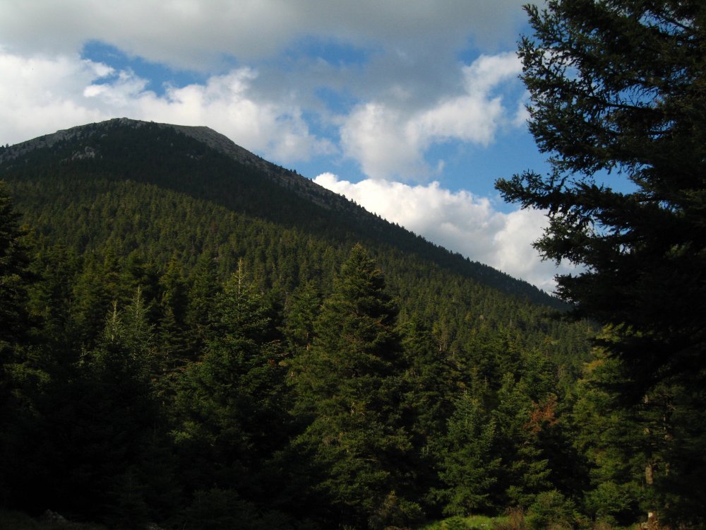 fir_forest_on_mt._mainalo_greece.jpg