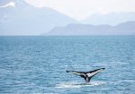 Κερατέα: Φάλαινα ξεβράστηκε σε παραλία - Σπάνιο φαινόμενο (vid)