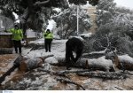 Καιρός: Γιατί το χιόνι της «Μήδειας» ισοπέδωσε τα μεγάλα δέντρα στην Αττική