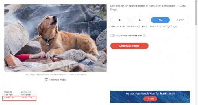 skylos.jpg Φωτογραφία με σκύλο σε συντρίμμια μετά από σεισμό