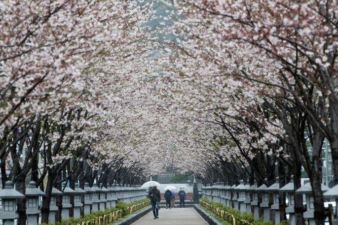 Ανθισμένες κερασιες στην Ιαπωνία