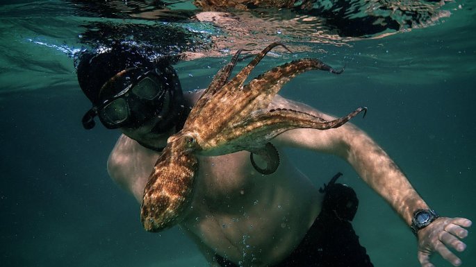 my_octopus_teacher_03.jpg my_octopus_teacher_03.jpg