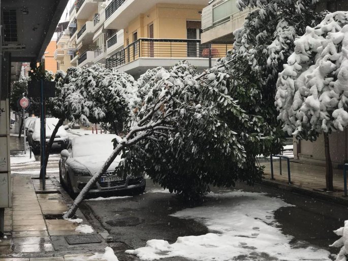 Η χιονόπτωση έφερε πτώσεις δέντρων στην πόλη της Λάρισας και μάλιστα στο κέντρο της.