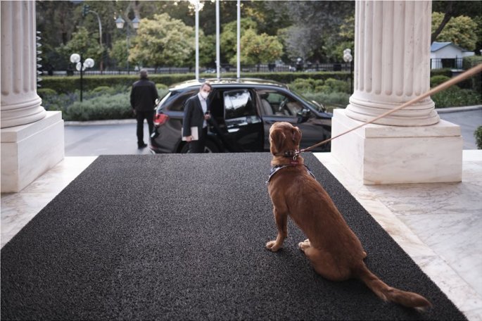 skilos-maximou.jpg skilos-maximou.jpg