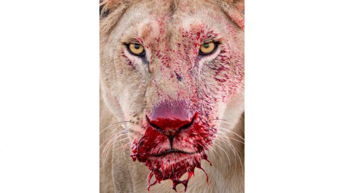 Wildlife Photographer of the Year
