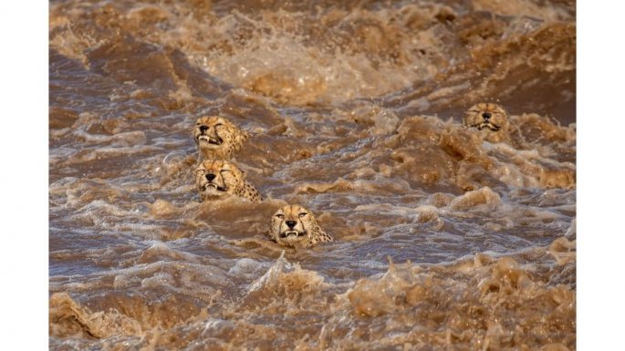 Wildlife Photographer of the Year