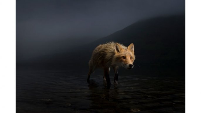 Wildlife Photographer of the Year