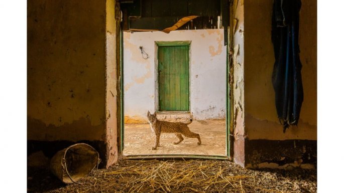 Wildlife Photographer of the Year