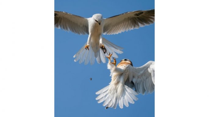 Wildlife Photographer of the Year