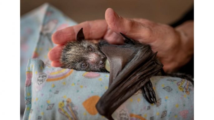 Wildlife Photographer of the Year