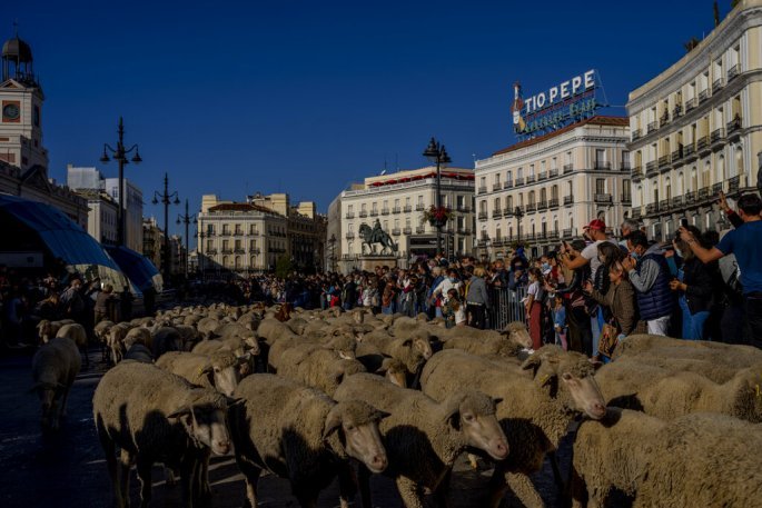 pecore in Spagna