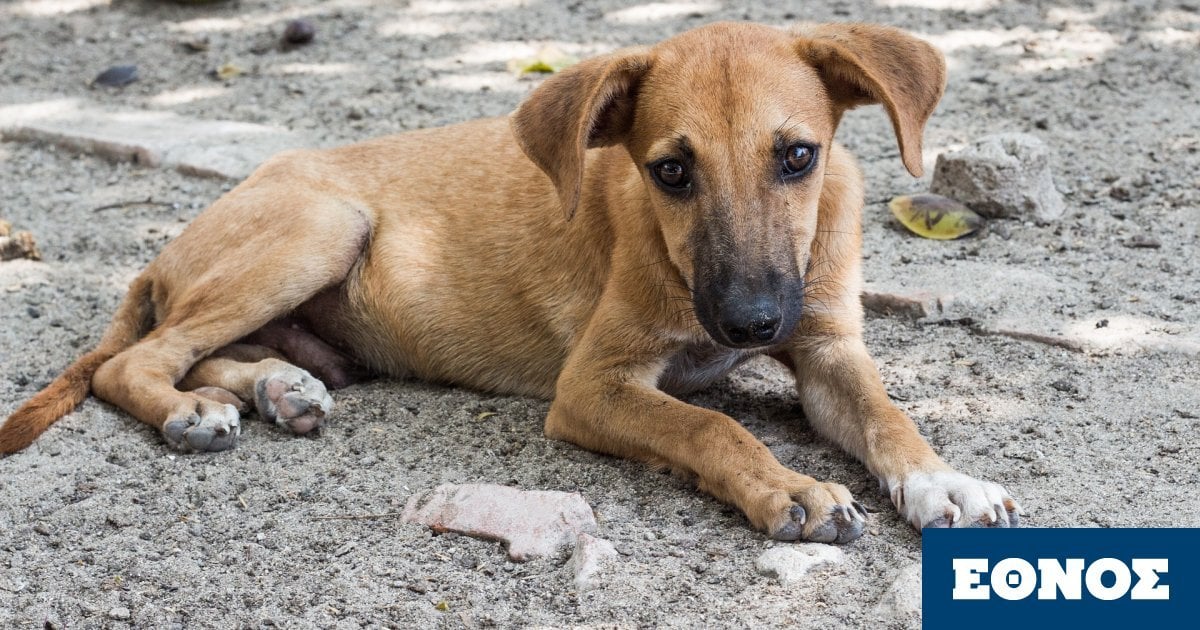 adespota-skylia.jpg?itok=p3uIN7m-